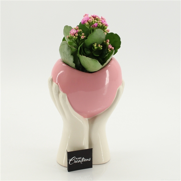 Arrangementen Kalanchoe 6%