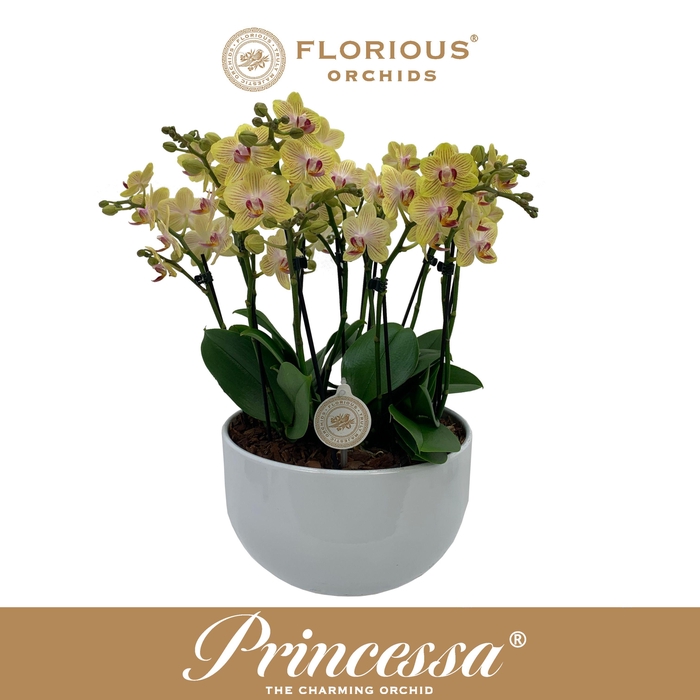 <h4>No25 Bowl 10 Tak Geel</h4>