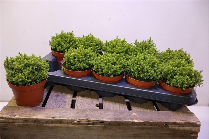 <h4>arr8 Hebe Emerald</h4>