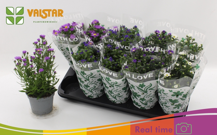 <h4>ASTE STARL GEM</h4>