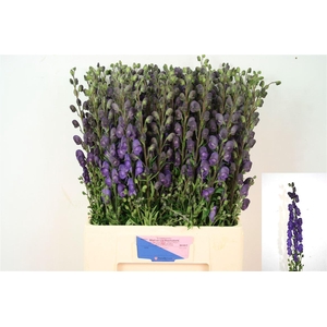 Aconi Na Pyramidale