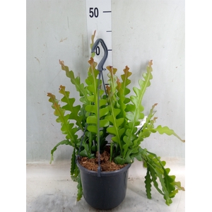 Epiphyllum anguliger