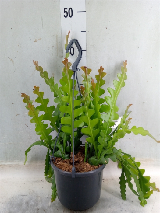 <h4>Epiphyllum anguliger</h4>