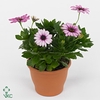 Osteospermum  'FlowPow Red Zebra'