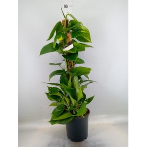 Epipremnum pinn.   ...moss stick