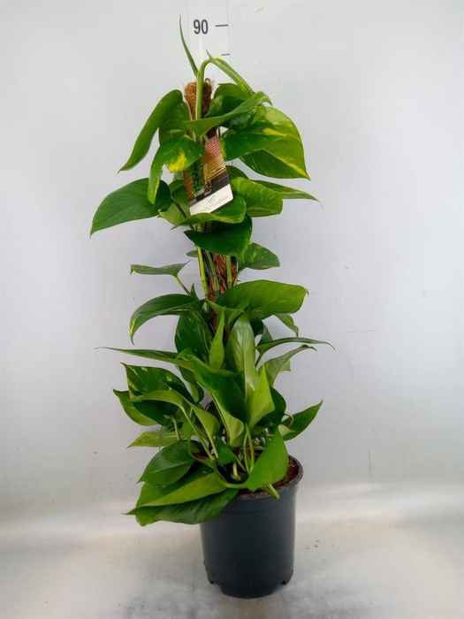 <h4>Epipremnum pinn. ...moss stick</h4>