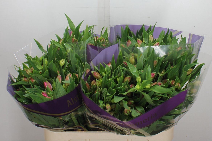 <h4>Alstroemeria  'Avianna'</h4>