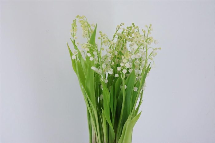 <h4>Convallaria Majalis (nl)</h4>
