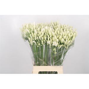 Agapanthus Eyfori White