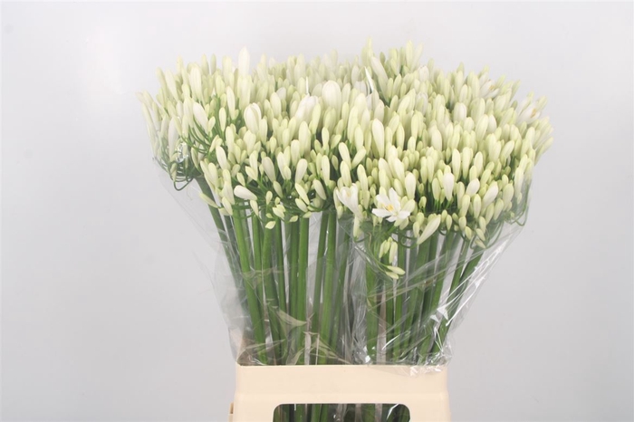 <h4>Agapanthus Eyfori White</h4>