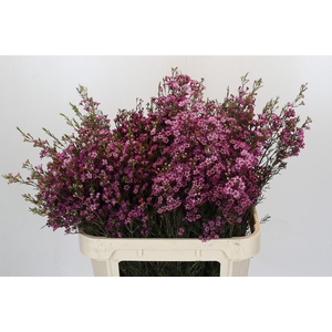 Chamelaucium Purple Pride