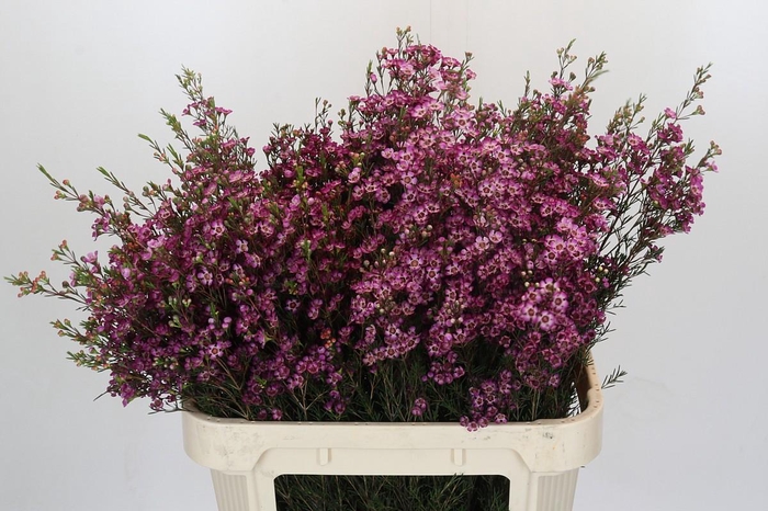 <h4>Chamelaucium Purple Pride</h4>
