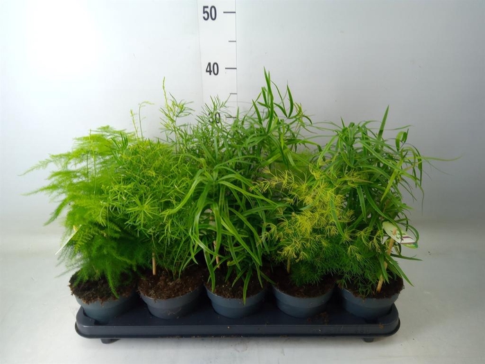 <h4>Asparagus   ...mix</h4>