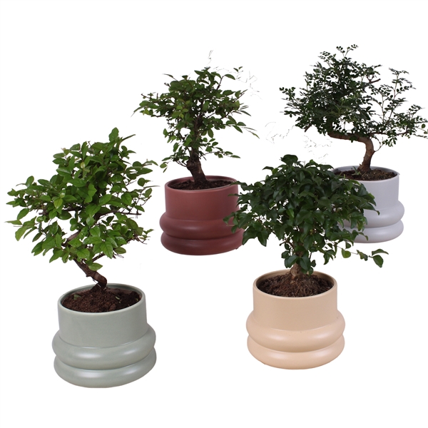 <h4>Bonsai Indoor Mix Ø12cm Mix B/S Shape in Ø 16cm Ceramic CC460</h4>