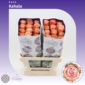 Rosa gr Kahala