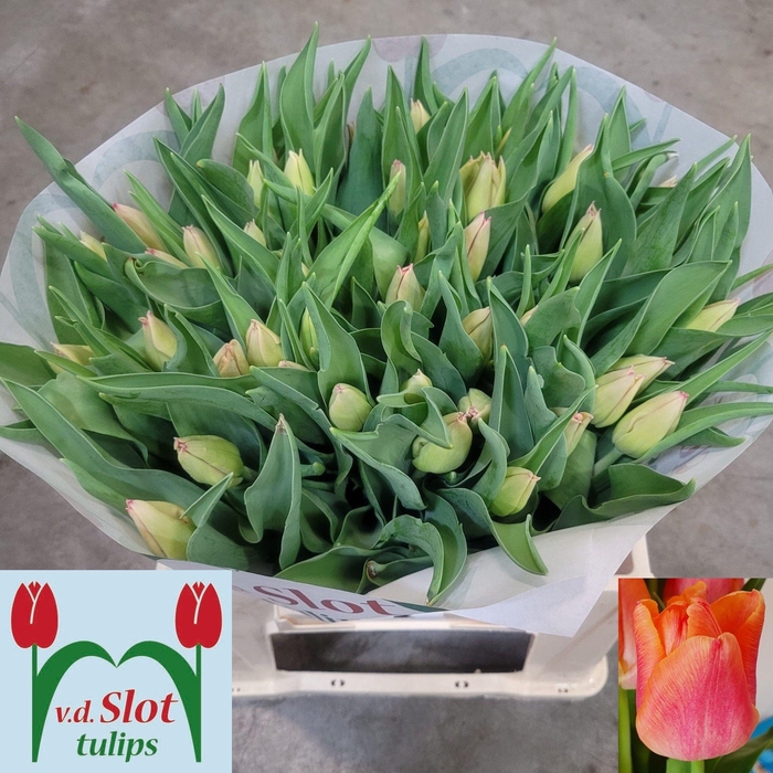 <h4>TU EN PASSIO SWEET</h4>