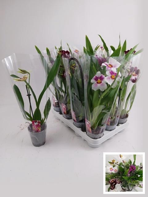 <h4>ORCHIDEEEN GEM</h4>