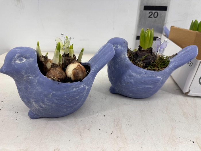 <h4>ARR BOL KNOLGEWAS</h4>