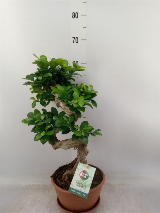 <h4>Ficus microcarpa 'Ginseng'</h4>