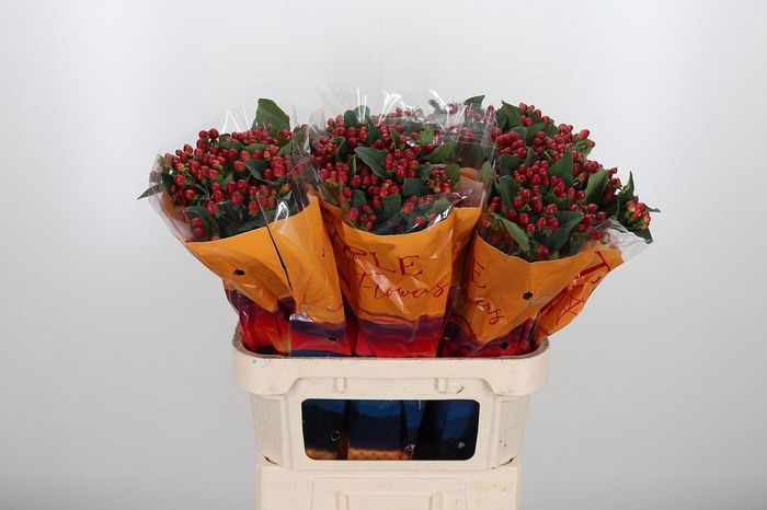 <h4>Hyp Mag Lightning</h4>