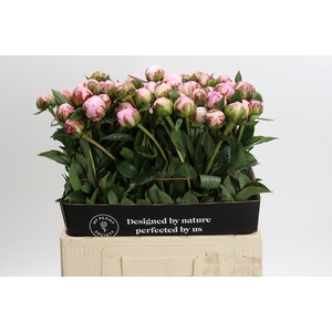 Paeonia Sarah Bernhardt