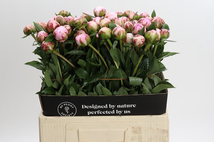 <h4>Paeonia Sarah Bernhardt</h4>