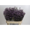 Limonium ov Piuma Sky