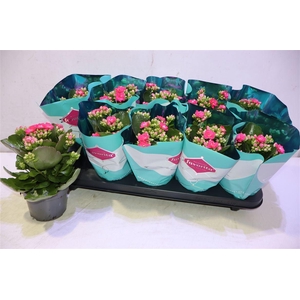 Kalanchoe Double Deluxe Pink