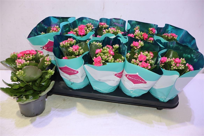 <h4>Kalanchoe Double Deluxe Pink</h4>