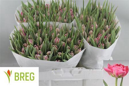 <h4>Tu Du Flash Point</h4>