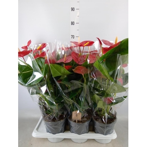 Anthurium andr. 'Jambo Red'