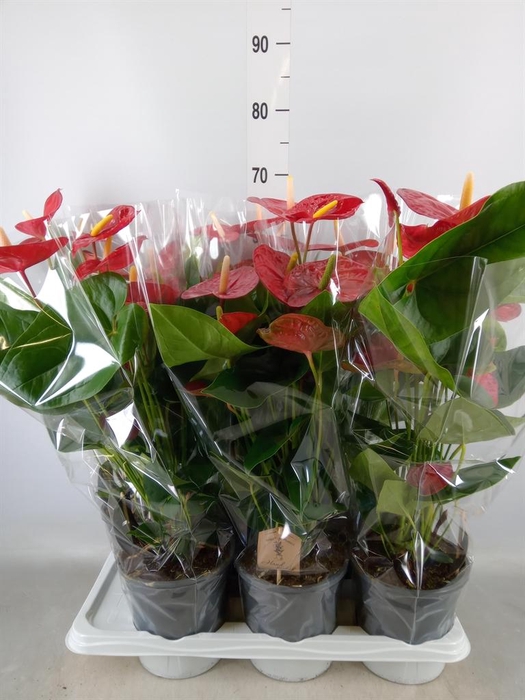 <h4>Anthurium andr. 'Jambo Red'</h4>