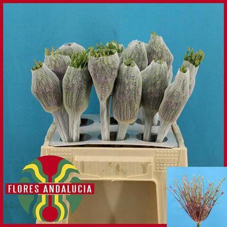 <h4>Allium Schubertii</h4>