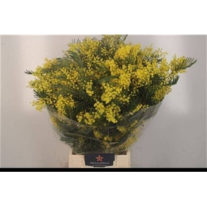 ACACIA BAILEYA BL BS