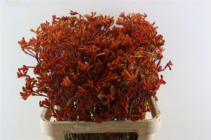 <h4>Anigoz Orange Velvet</h4>