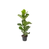 FICUS LYRATA P24
