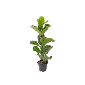 FICUS LYRATA P24