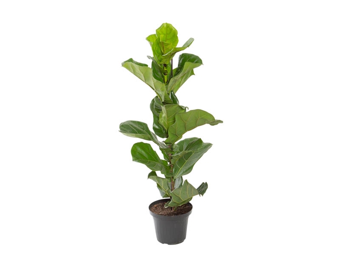 <h4>FICUS LYRATA P24</h4>