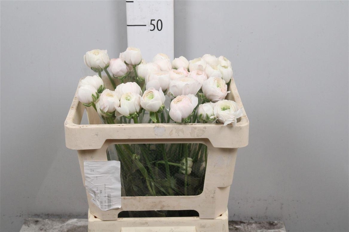 <h4>Ran Su Hanoi</h4>