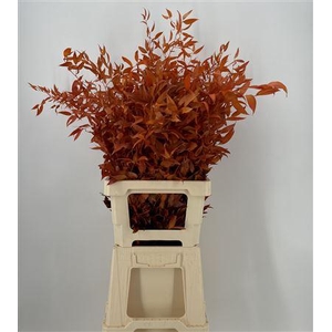 Dr Danae Racem Orange Stabil
