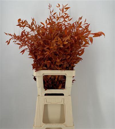 <h4>Dr Danae Racem Orange Stabil</h4>