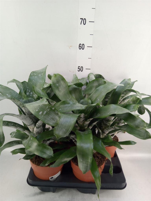 <h4>Bromelia   ...</h4>