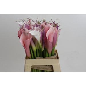 Zantedeschia Eydolls Purple White