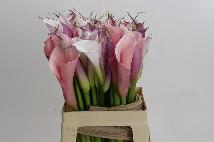 <h4>Zantedeschia Eydolls Purple White</h4>