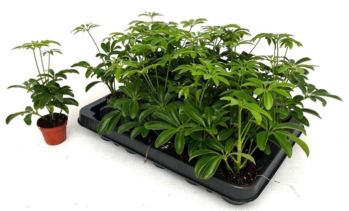 <h4>SCHEF AR LUSEANA</h4>