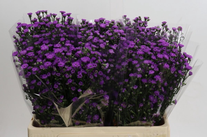 <h4>Aster Baby Pink</h4>