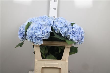 <h4>Hydr M Verena Bl</h4>