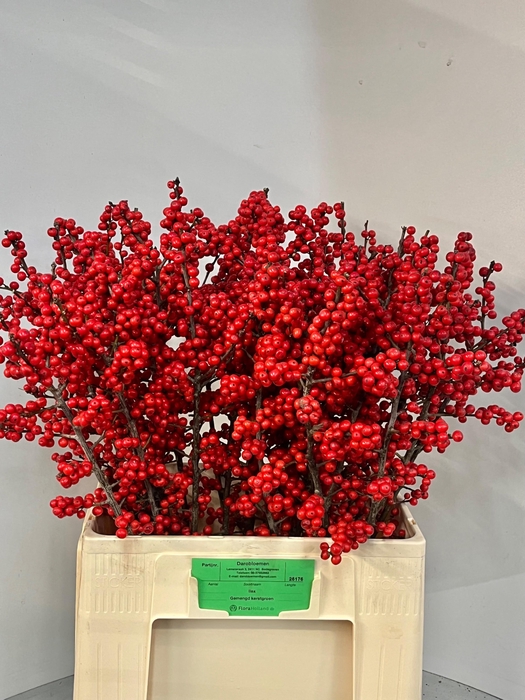 <h4>ILEX VE RODE BES</h4>