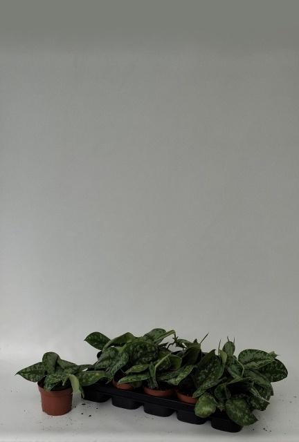 <h4>SCIND PICT ARGYRAEUS</h4>