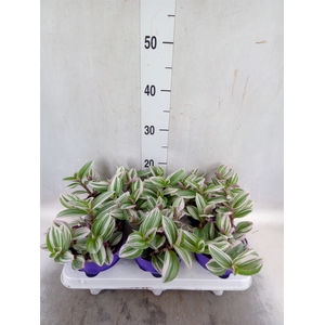 Tradescantia   ...